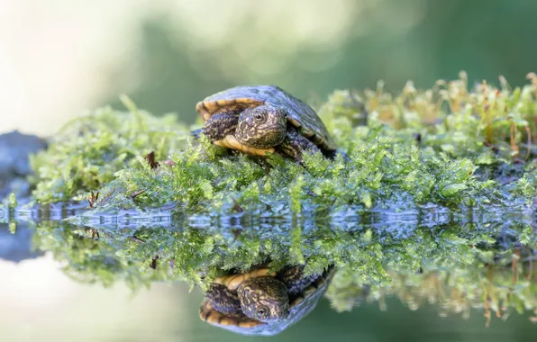 Picture look, reflection, moss, turtle, pond, bug, water, bokeh