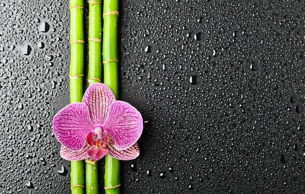 Flower, drops, bamboo, Orchid