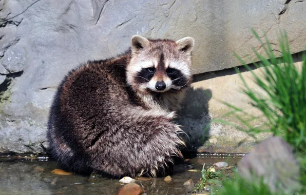 Picture look, stone, puddle, raccoon