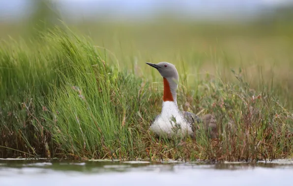 Nature, bird, Red-throated diver