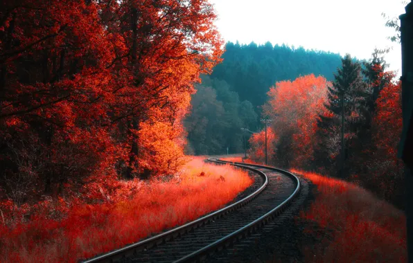 ROAD, FOREST, TREES, RAILS, SLEEPERS, AUTUMN, FOLIAGE, IRON