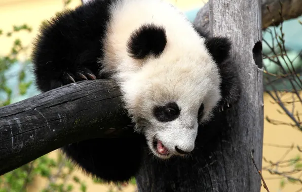 Pose, bear, Panda, bear, log, face, the crossbar