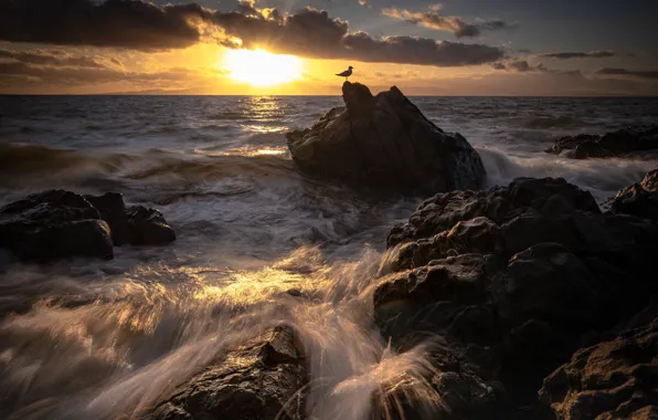 Sea, sunset, rocks, Seagull