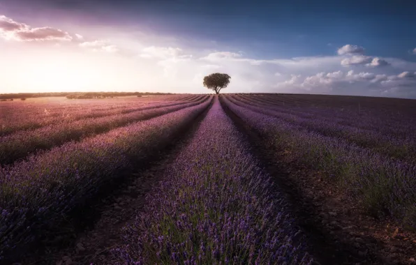Picture field, the sky, clouds, tree, lavender