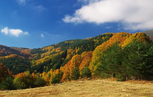 Field, autumn, forest, the sky, clouds, trees, mountains, blue