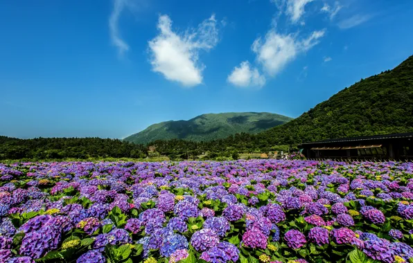 Field, forest, clouds, landscape, flowers, mountains, blue, thickets
