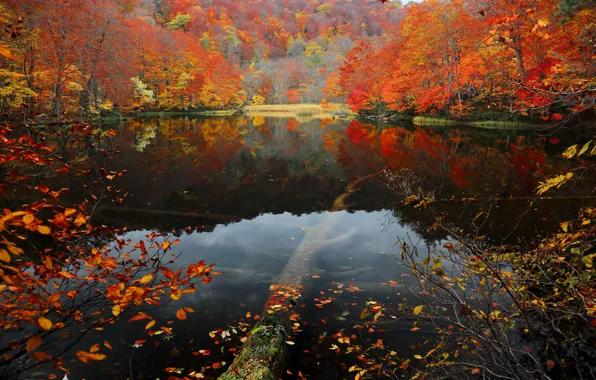 Autumn, forest, leaves, water, trees, lake, slope, the crimson