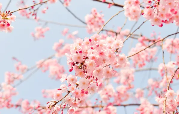 Light, flowers, branches, cherry, spring, Sakura, gentle, pink