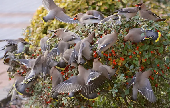 Berries, bird, pack, the bushes, the Waxwing