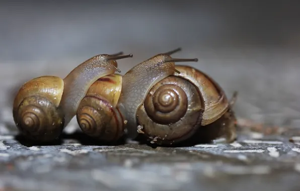Macro, background, snails