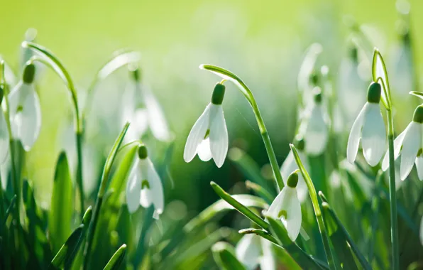 Picture flowers, nature, spring, snowdrops