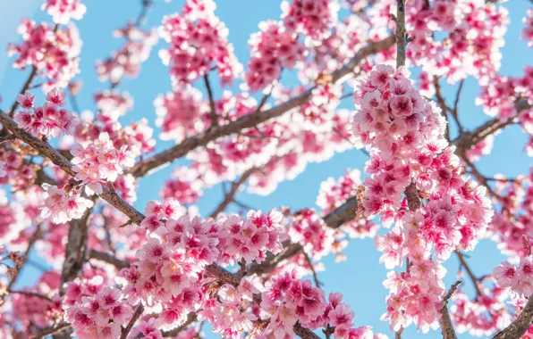 Branches, spring, Sakura, flowering, pink, blossom, sakura, cherry