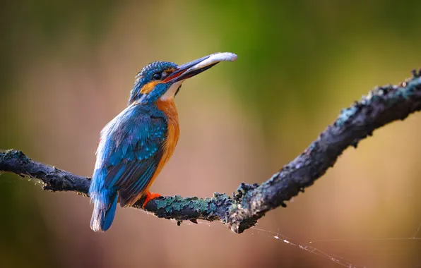 Bird, fish, bokeh, mining, Kingfisher, sitting on a branch, Vladimir Yezhov, The charming breadwinner