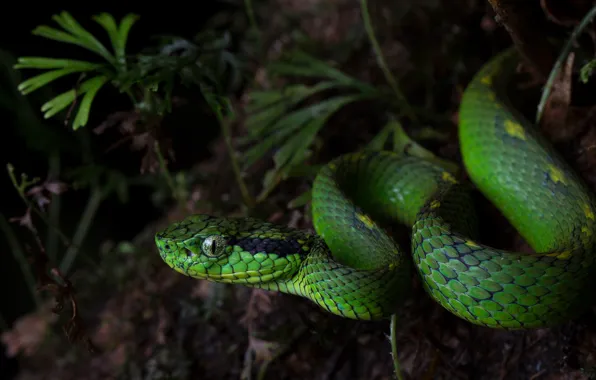 Picture greens, nature, green, the dark background, snake, reptile