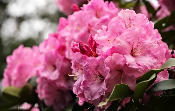 Macro, pink, rhododendron, Azalea