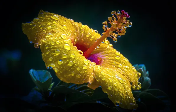 Picture flower, macro, yellow, Rosa, hibiscus