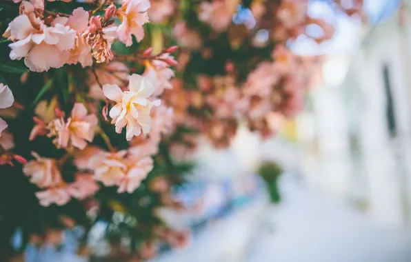 Flowers, petals, the bushes