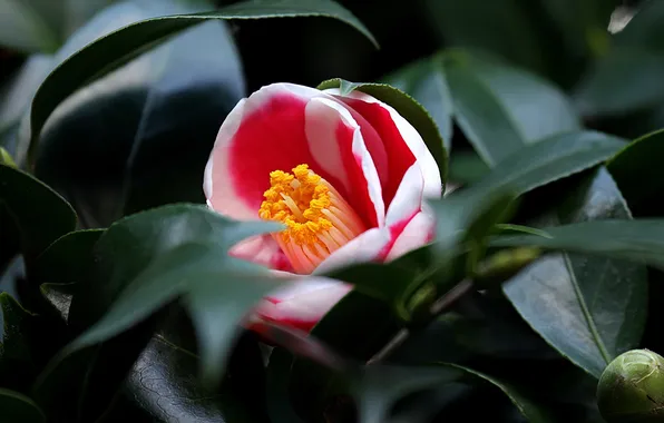 Leaves, buds, flowering, shrub, Camellia, Camellia