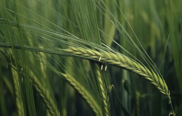 Field, grass, nature, green, spikelets, ears, macro photo