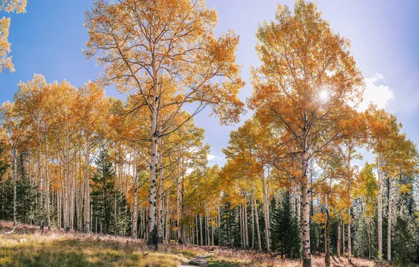 Autumn, nature, birch