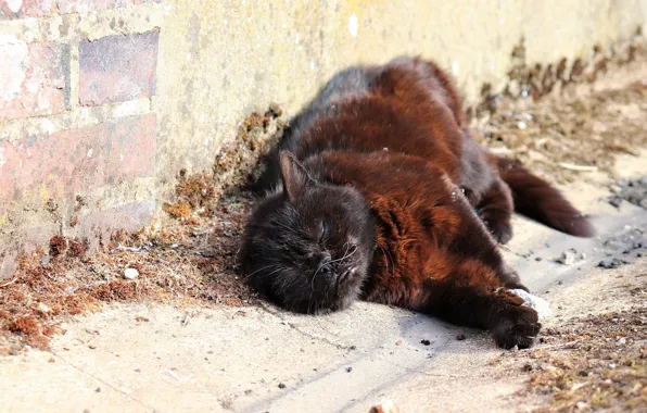 Sleeping, lying on his side, black cat, brickwork