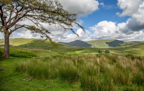 Greens, field, summer, the sky, grass, clouds, mountains, branches