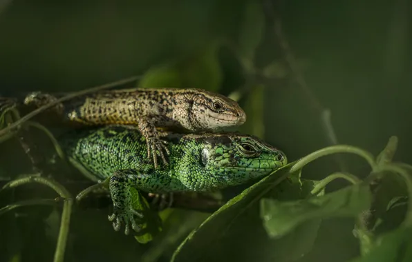 PAIR, GREENS, MACRO, LIZARD