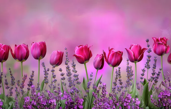 Flowers, stems, spring, tulips, pink, pink background, different, lilac