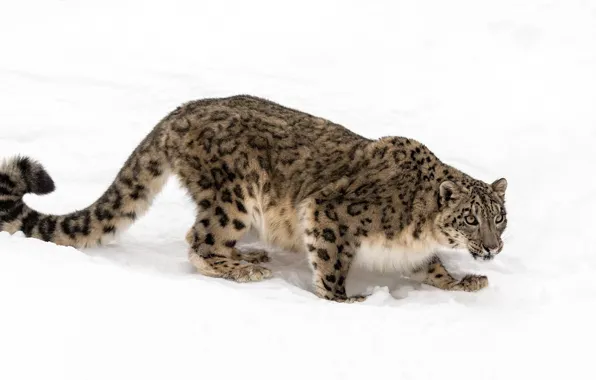 Picture predator, IRBIS, snow leopard, handsome