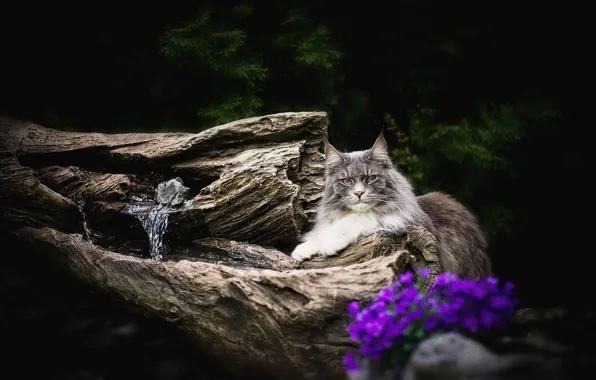 Picture cat, cat, look, face, trees, flowers, nature, pose
