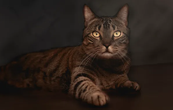 Cat, cat, look, face, pose, the dark background, grey, treatment