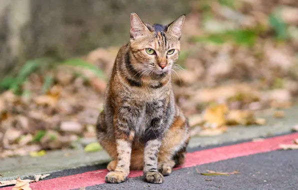 Road, autumn, cat, cat, look, face, pose, foliage
