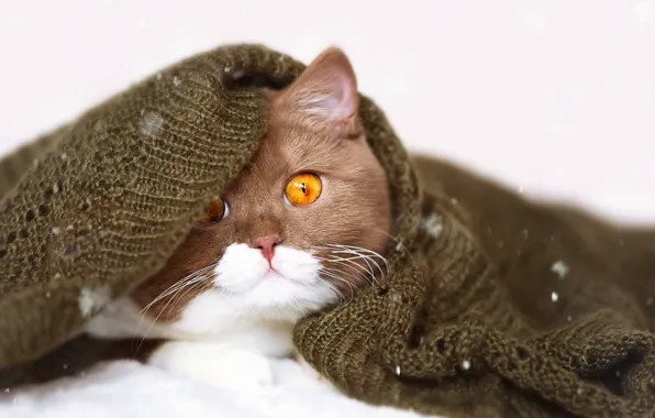 Picture cat, cat, look, portrait, muzzle