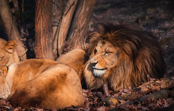 Autumn, face, light, tree, stay, foliage, Leo, lions