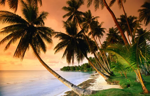 Sand, sea, grass, sunset, palm trees, the ocean