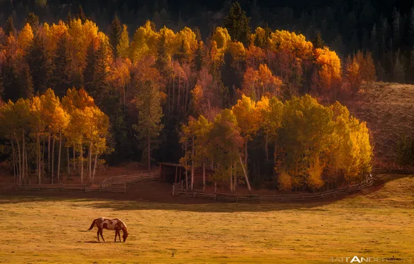 Picture autumn, forest, nature, horse, valley