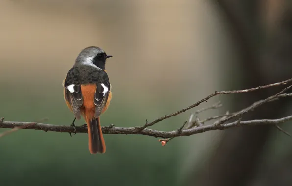 Picture branches, bird, bokeh