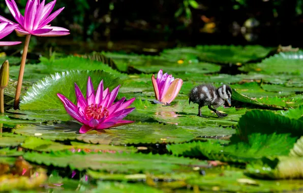 Leaves, flowers, pond, bird, pink, duck, water lilies, duck