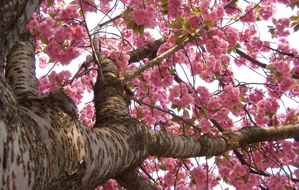 Japan, spring, Sakura, flowering