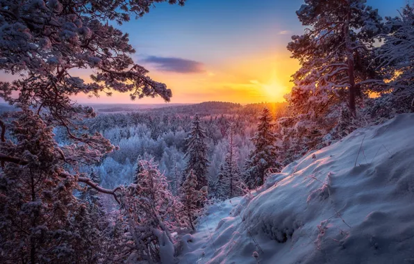 Winter, forest, the sun, snow