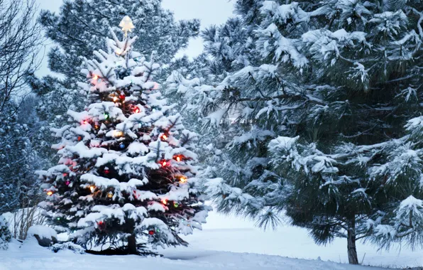 Picture snow, decoration, Park, tree, Winter