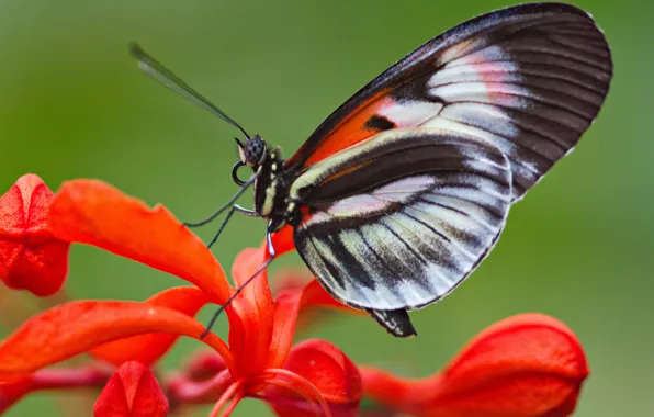 Picture flower, butterfly, plant, wings, insect, moth