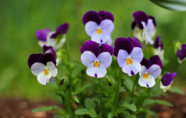 Picture leaves, stems, petals, purple, white, Pansy