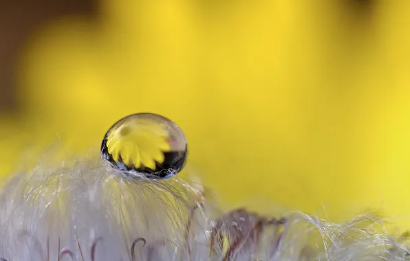 Picture macro, reflection, drop, fluff, yellow background