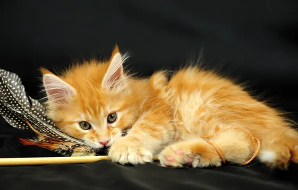 Picture kitty, toy, feathers, fluffy, red, plays, Maine Coon