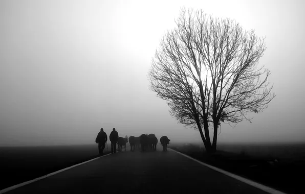Picture road, animals, Italy, tree, fog, man, men, black and white