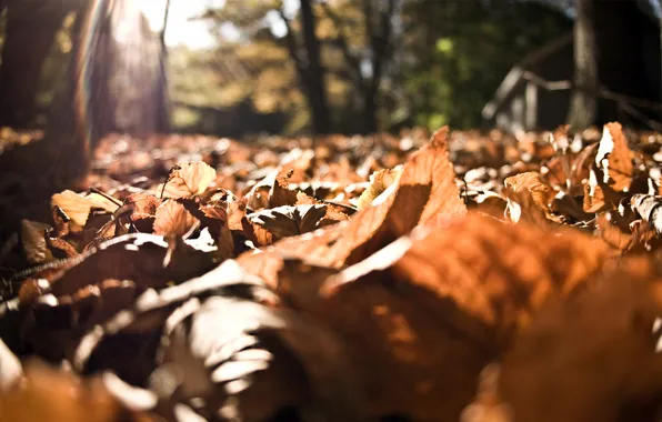 Autumn, leaves, the sun, rays, foliage, the sun's rays, autumn, fallen leaves