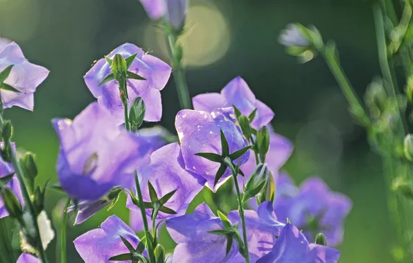 Field, grass, leaves, flowers, meadow