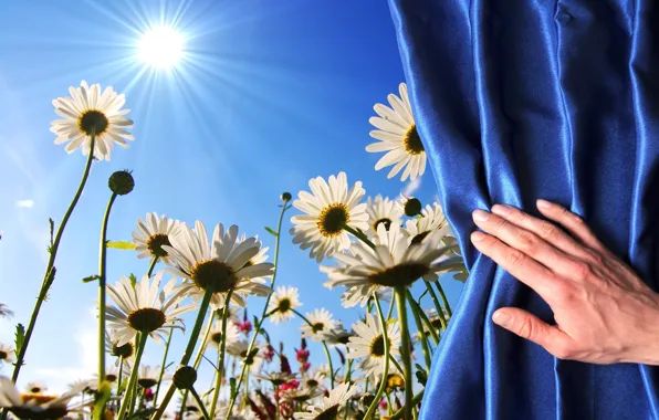 Picture field, flowers, background, widescreen, Wallpaper, hand, chamomile, Daisy