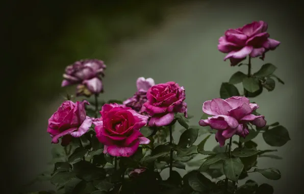 Picture flowers, background, roses